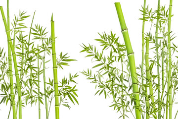 Fototapeta premium Lush Green Bamboo Shoots Isolated on White Background