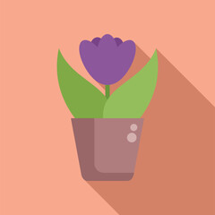 Purple tulip blooming in pot with long shadow