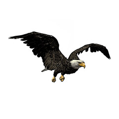 Bald eagle vector ilustration design 