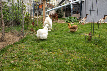 Silkie chickens grazing in garden.Spring season.