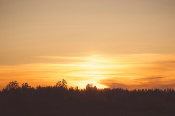 sunset in the forest