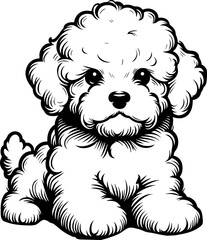 Bichon Frise dog, cute puppy drawing illustration