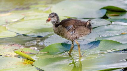 duck in the pond