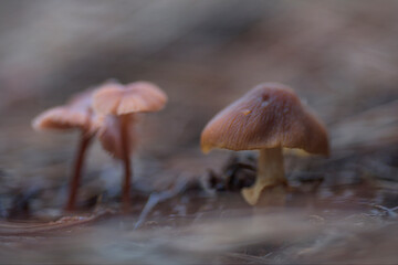 Mushrooms growing on the forest floor with a bright and out of focus background in the Akarlanda park, Bizkaia
