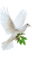 A white dove flies with a green branch in its beak against a white background