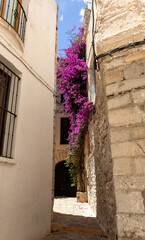 Fototapeta premium Narrow alley in Ibiza city leading to a door and beautiful flowers
