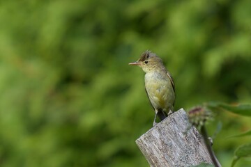 Icterine Warbler