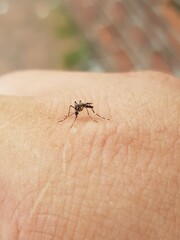 mosquito on the skin