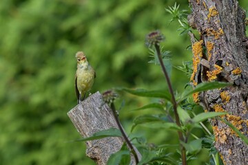 Icterine Warbler