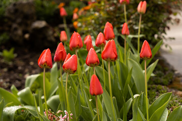 Group of red tulips in a garden blooming