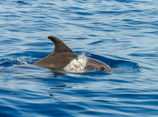 Fototapeta premium Dolphins mother and son play in the water