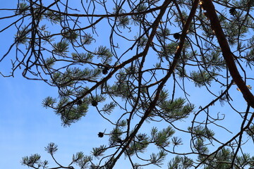 Obraz premium Pine branch. Blue sky as background. Summer of 2024. Ekenäs, Finland.