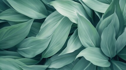 A close up of green leaves with a light green background