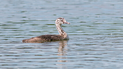 great crested grebe