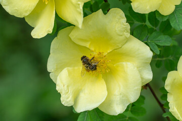 Striped bee collects pollen on bush rosa hugonis. Insect and yellow flower. Floral background of delicate flower golden rose china. Honey bee collects nectar on blossom. Wildlife animal and plant.