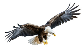 Fototapeta premium eagle flying isolated on white
