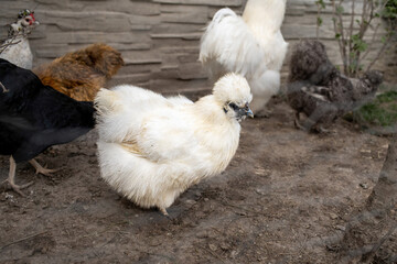 Silkie chickens grazing in garden.Spring season.