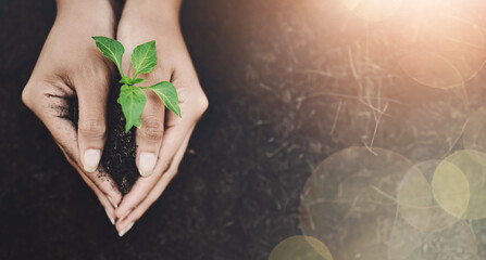 Person, plant and soil in hands for farm growth, sustainability or agriculture support....