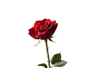 Realistic red rose with green leaves for valentines day isolated on white background