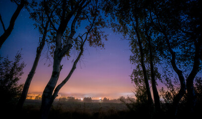 Fototapeta premium trees and city on the horizon in Africa at night