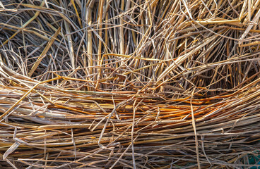 Grass straw waiting to decompose