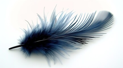feather on blue