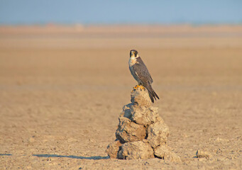 The Peregrine falcon in the desert