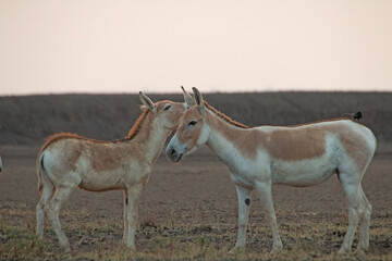 Indian Wildass in the desert