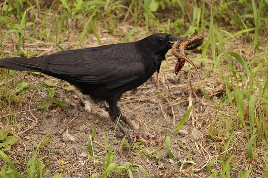 Carrion crow (Corvus corone) is a passerine bird of the family Corvidae and the genus Corvus. This crow is eating swamp eel, taken in Japan.