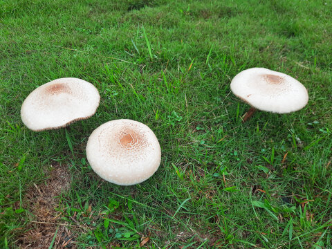 Large, creamy white mushroom, emerged during rainy season.Leucoagaricus leucothites. Agaricaceae family.