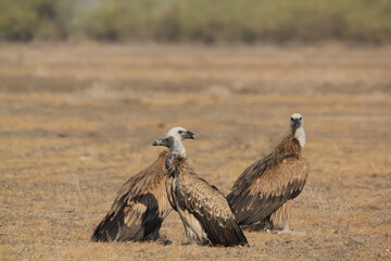 Fototapeta premium The Griffon Vultures In the desert