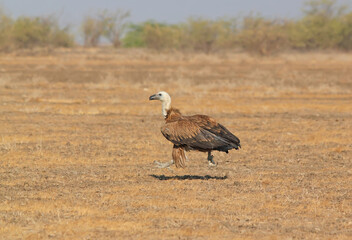 The Griffon Vultures In the desert