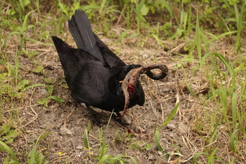 Carrion crow (Corvus corone) is a passerine bird of the family Corvidae and the genus Corvus. This crow is eating swamp eel, taken in Japan.