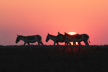 Indian wildass at the sunset