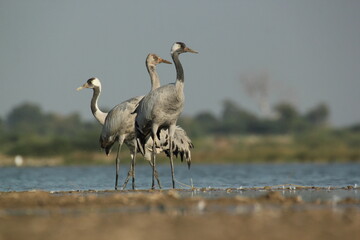 Demoiselle cranes in the wetland
