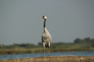 Demoiselle cranes in the wetland