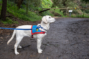 White assistance dog wearing a training blue and red harness standing on a forest path