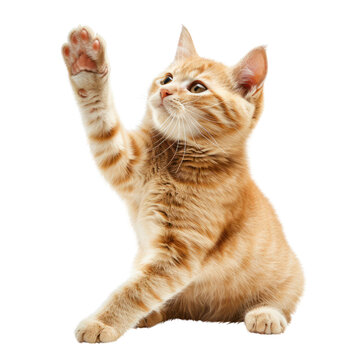 cat say hi raise hand up cut out