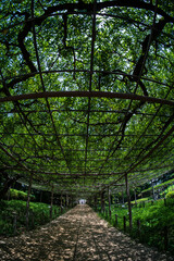 Naklejka premium 暑い日差しの中で日陰を作る藤棚の道