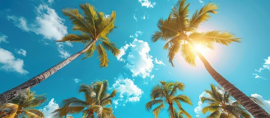 Palm Trees Under A Sunny Sky