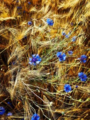 christmas tree decorations