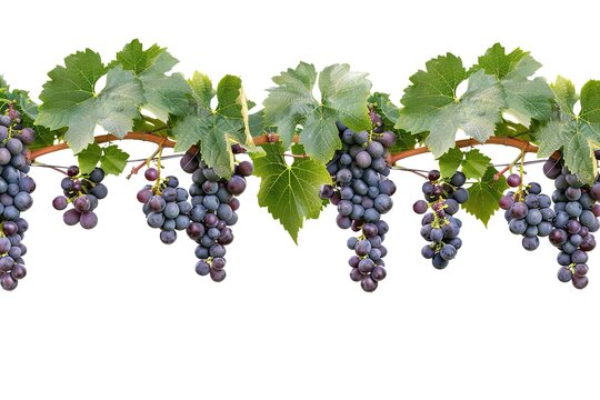 Black grape on cane vine with leafe. Isolated
