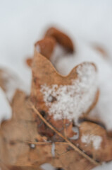 An oak leaves in the snow