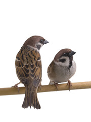 two sitting sparrows isolated on white background