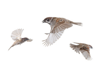 flying sparrows isolated on white background