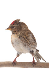 Common Redpoll  isolated on white background