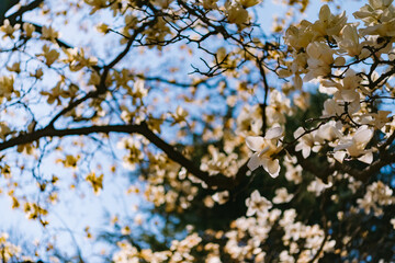 blooming tree