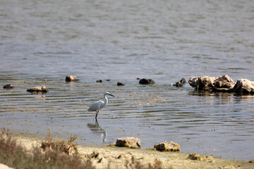 White egret on a salt lake