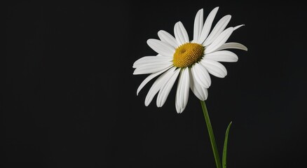 Obraz premium Single White Daisy Against a Black Background