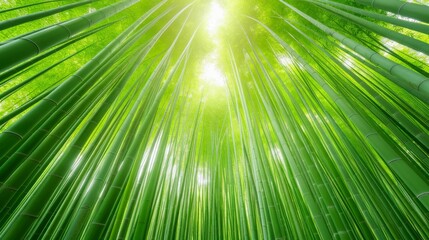 Obraz premium Sunlight filters through lush, towering green bamboo stalks, creating a serene and vibrant canopy in a peaceful forest setting.
